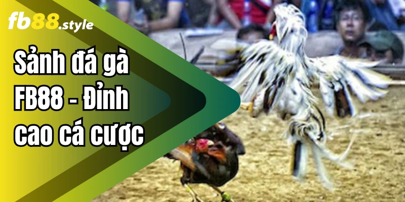 Sảnh đá gà FB88 – Đỉnh cao cá cược